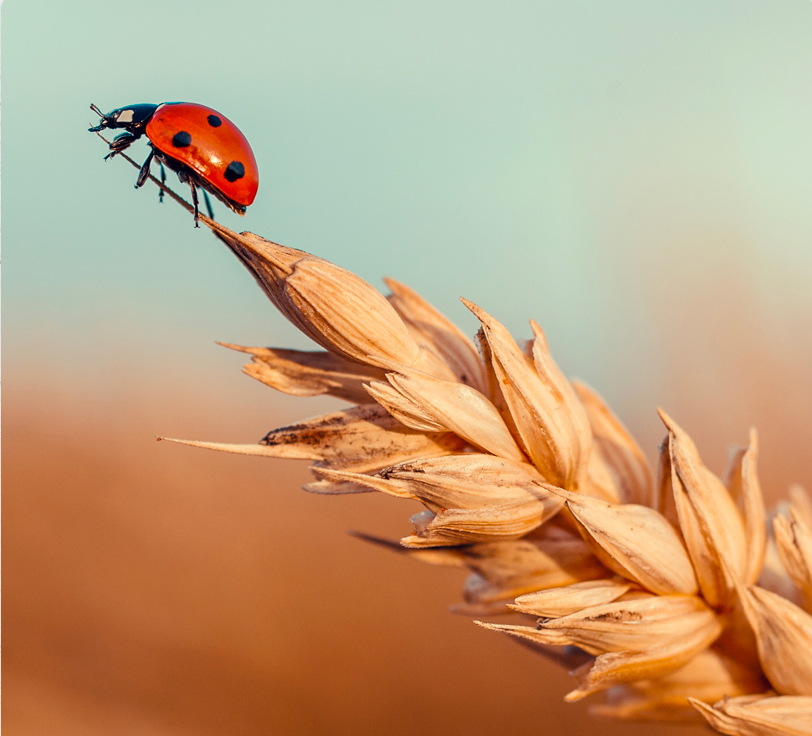 De + van BIO+ - BIO+